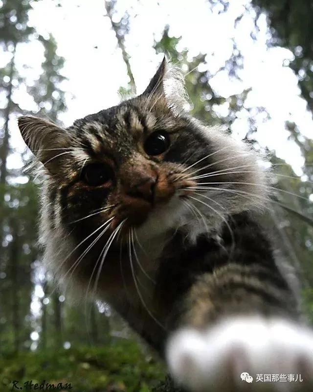 气场非凡的霸王猫 方圆几公里没人敢惹啊!