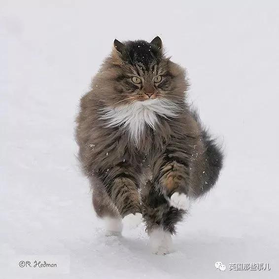 气场非凡的霸王猫 方圆几公里没人敢惹啊!