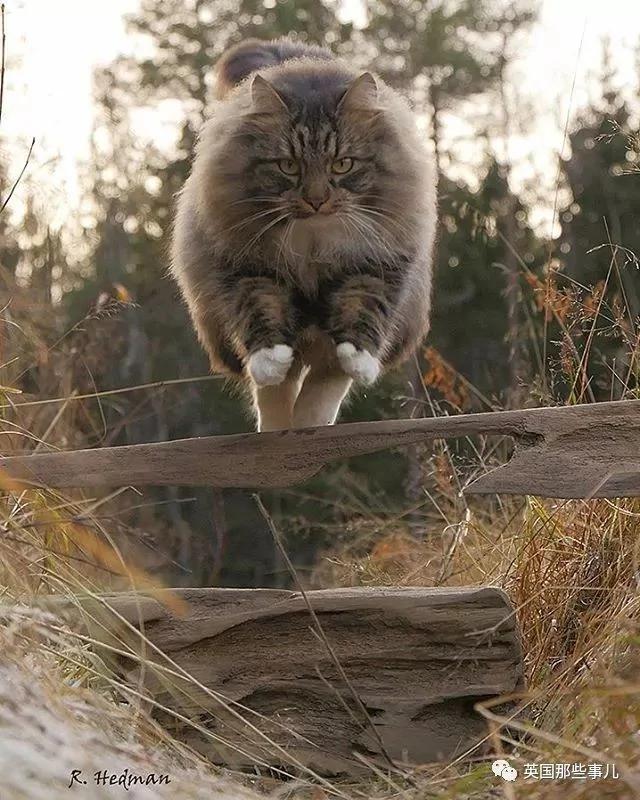 气场非凡的霸王猫 方圆几公里没人敢惹啊!