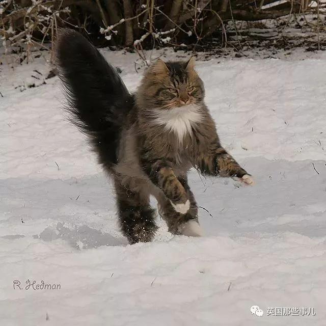 气场非凡的霸王猫 方圆几公里没人敢惹啊!