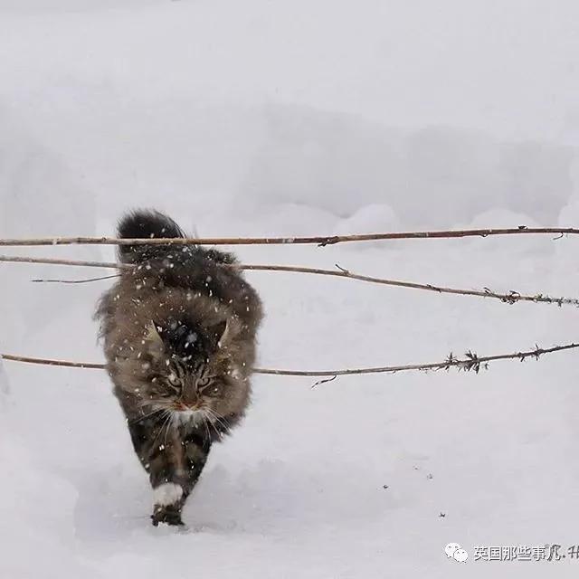 气场非凡的霸王猫 方圆几公里没人敢惹啊!