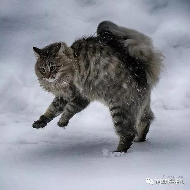 气场非凡的霸王猫 方圆几公里没人敢惹啊!