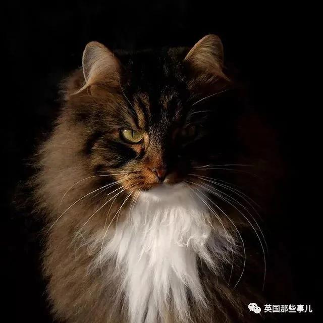 气场非凡的霸王猫 方圆几公里没人敢惹啊!