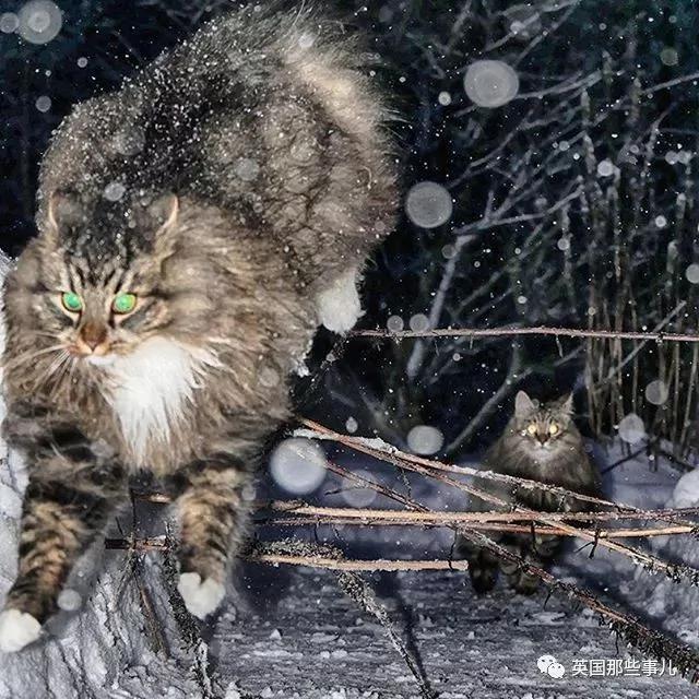 气场非凡的霸王猫 方圆几公里没人敢惹啊!