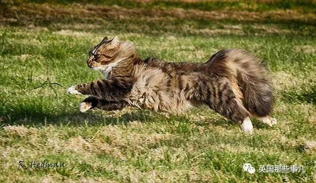 气场非凡的霸王猫 方圆几公里没人敢惹啊!