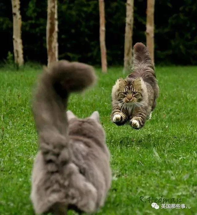 气场非凡的霸王猫 方圆几公里没人敢惹啊!