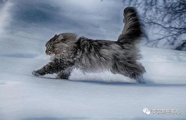 气场非凡的霸王猫 方圆几公里没人敢惹啊!