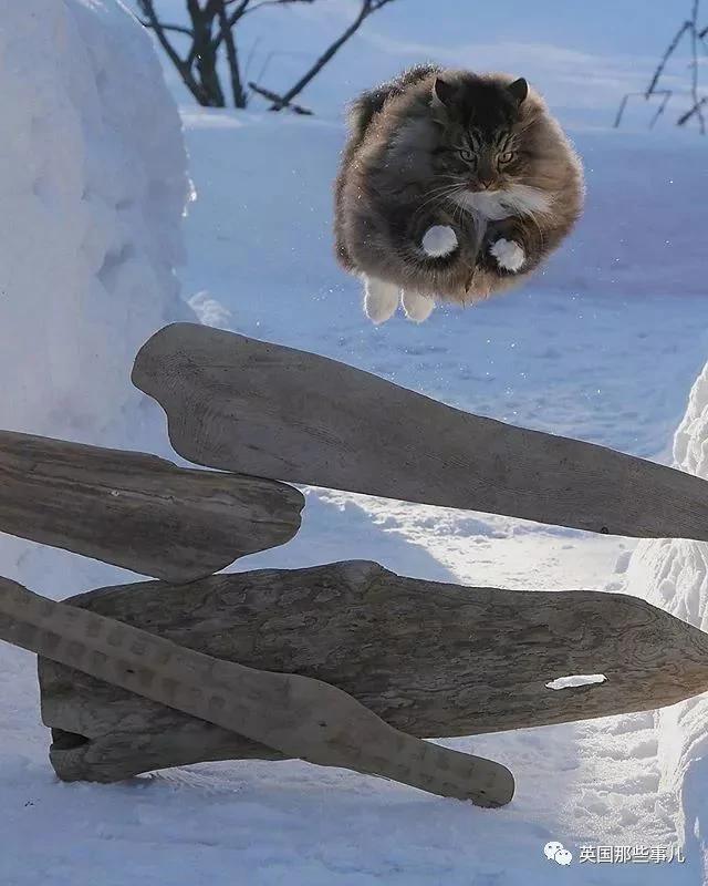 气场非凡的霸王猫 方圆几公里没人敢惹啊!