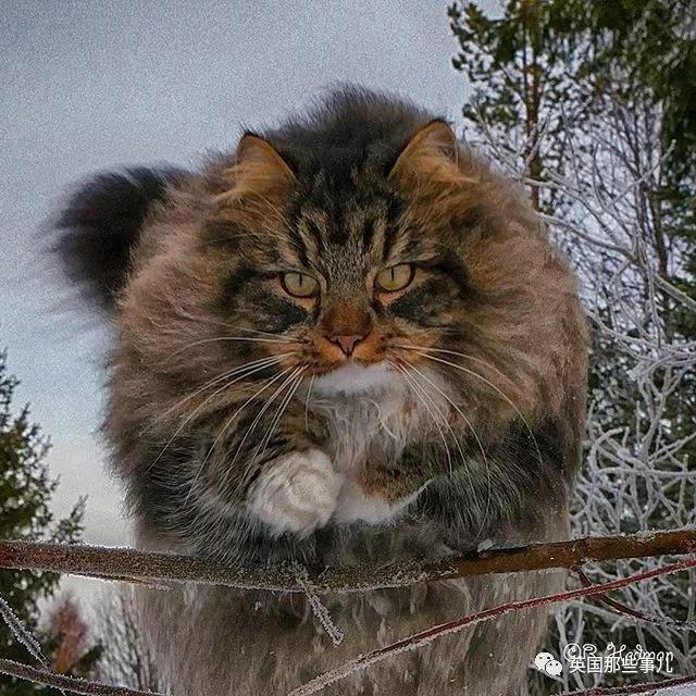 气场非凡的霸王猫 方圆几公里没人敢惹啊!
