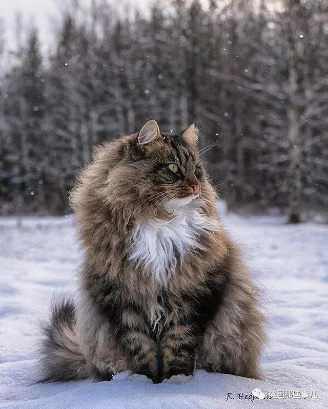 气场非凡的霸王猫 方圆几公里没人敢惹啊!