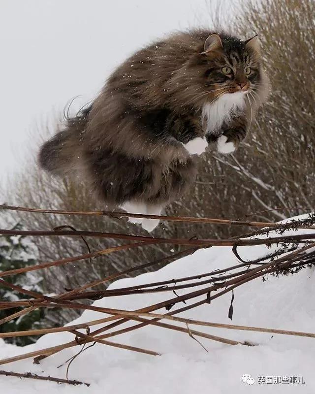 气场非凡的霸王猫 方圆几公里没人敢惹啊!