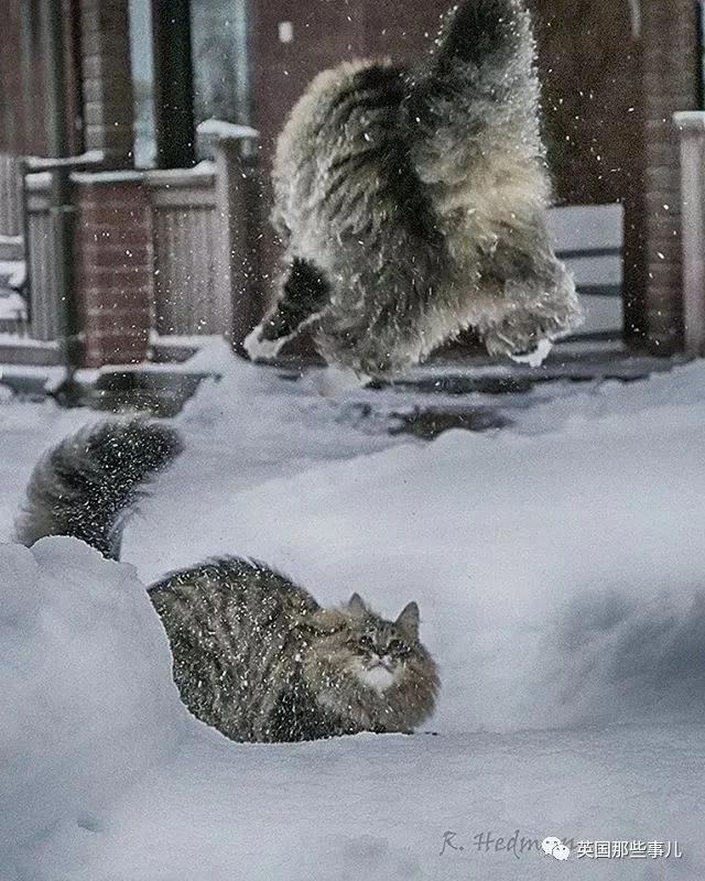 气场非凡的霸王猫 方圆几公里没人敢惹啊!