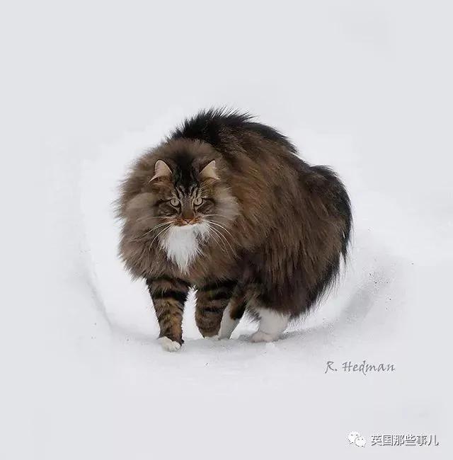 气场非凡的霸王猫 方圆几公里没人敢惹啊!