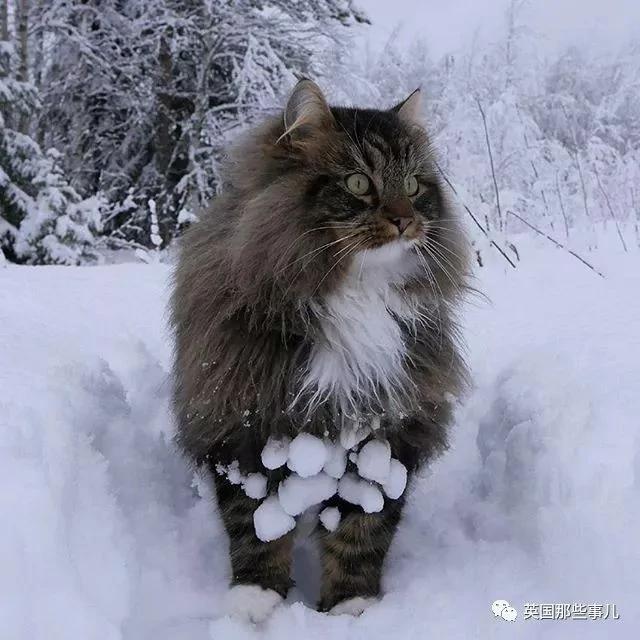 气场非凡的霸王猫 方圆几公里没人敢惹啊!