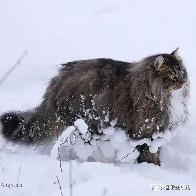 气场非凡的霸王猫 方圆几公里没人敢惹啊!