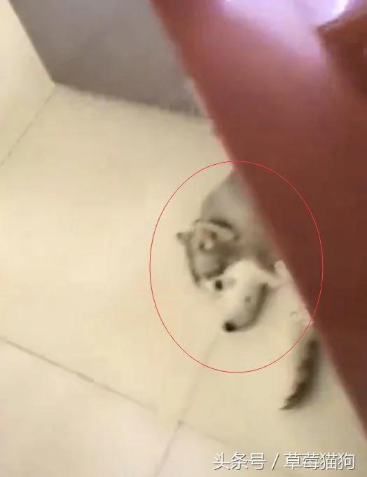 狗主人正在上厕所 突然听到哈士奇的呼救 出来一看笑喷