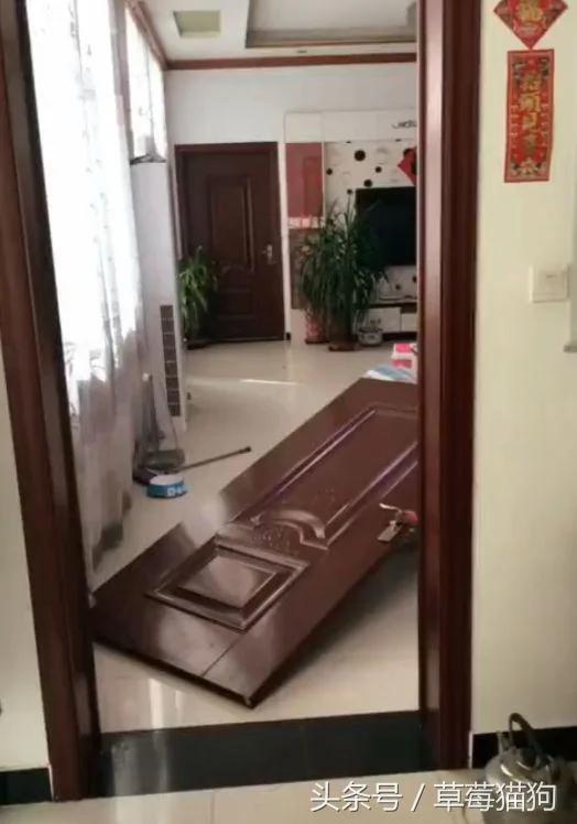 狗主人正在上厕所 突然听到哈士奇的呼救 出来一看笑喷
