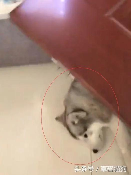 狗主人正在上厕所 突然听到哈士奇的呼救 出来一看笑喷