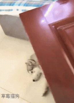 狗主人正在上厕所 突然听到哈士奇的呼救 出来一看笑喷