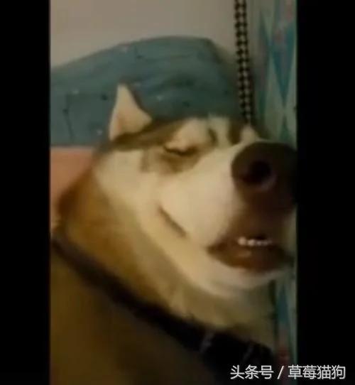 回家见哈士奇睡成这样 踹它几脚都没反应 还能指望二哈看家吗