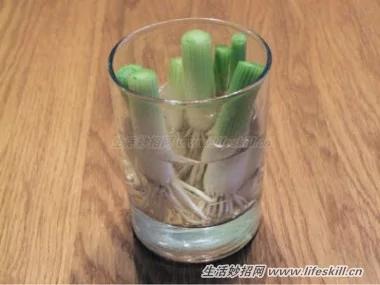 八种可重生、适合在家种植的蔬菜