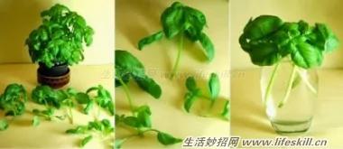 八种可重生、适合在家种植的蔬菜
