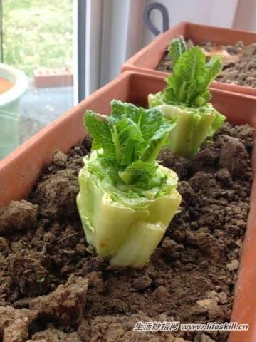 八种可重生、适合在家种植的蔬菜