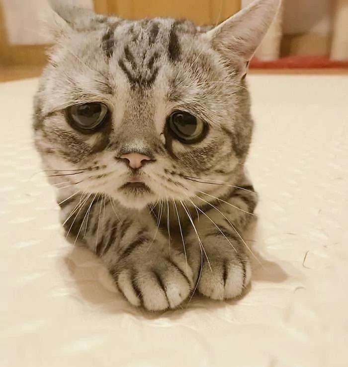 “世界最悲伤猫咪”笑了!主人马上发照片给粉丝看 那笑容好难得!