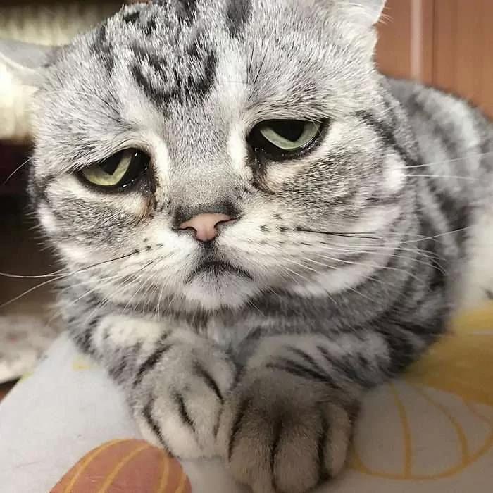 “世界最悲伤猫咪”笑了!主人马上发照片给粉丝看 那笑容好难得!