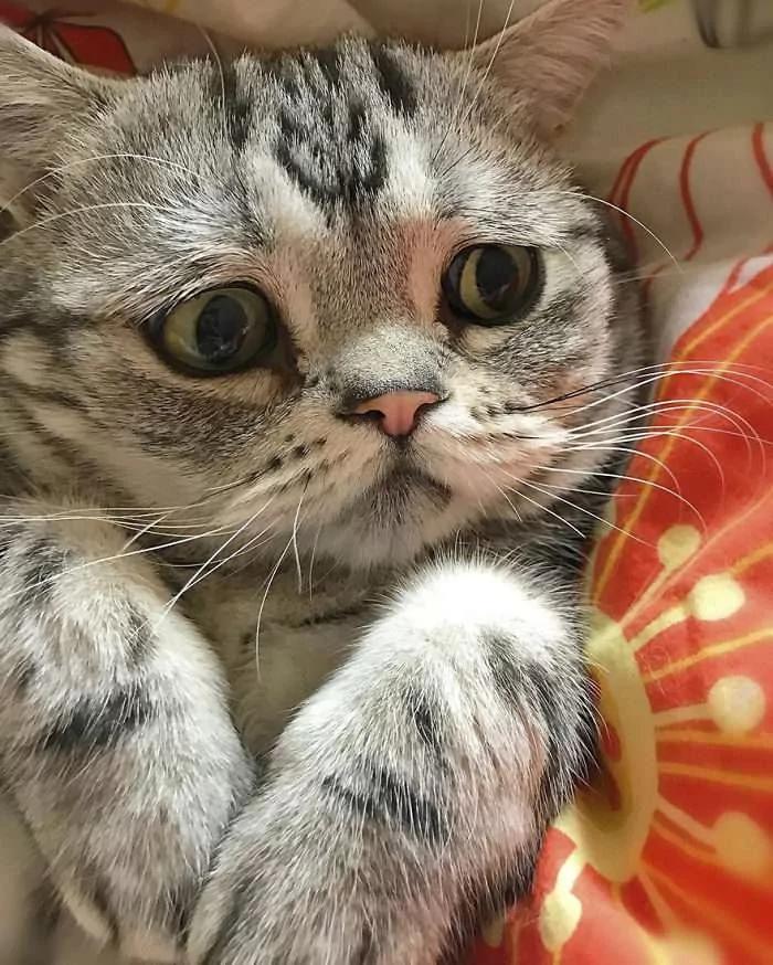 “世界最悲伤猫咪”笑了!主人马上发照片给粉丝看 那笑容好难得!