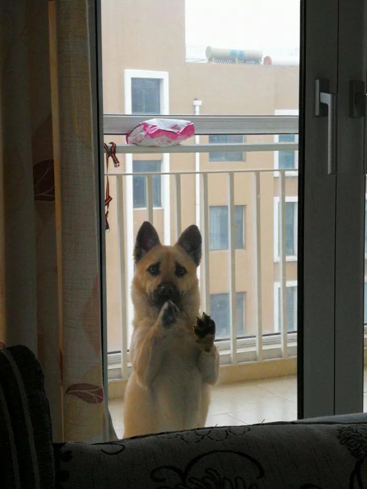 邻居嫌弃我家土狗丑 晚上土狗却使劲扒他家门 救了他们家!