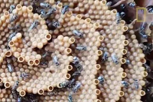 澳大利亚无刺蜜蜂的独特螺旋蜂巢 科学家感到困惑!
