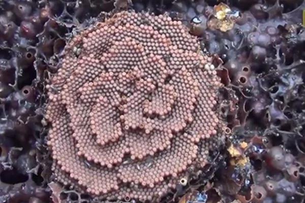 澳大利亚无刺蜜蜂的独特螺旋蜂巢 科学家感到困惑!