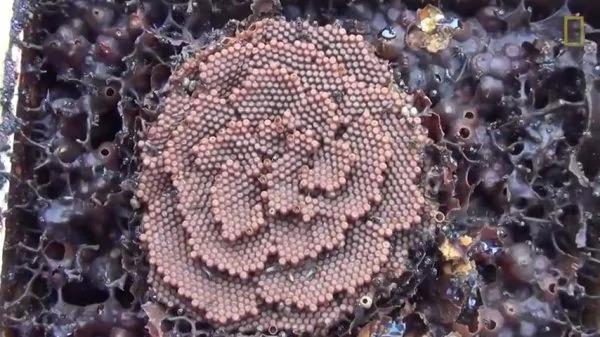 澳大利亚无刺蜜蜂的独特螺旋蜂巢 科学家感到困惑!