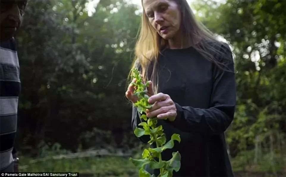 花27年抚育了300英亩森林 这对银行家夫妻 建立了印度第一个私人自然保护区!