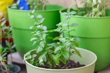 这植物让呼吸道强效除病毒!名医推荐在家这样做
