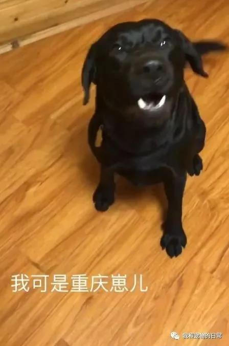 拉布拉多上楼洗完澡后却不敢下楼 最后下楼的姿势亮了!