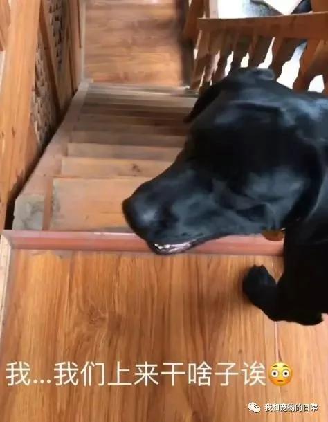 拉布拉多上楼洗完澡后却不敢下楼 最后下楼的姿势亮了!