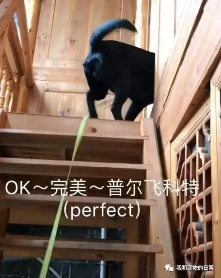 拉布拉多上楼洗完澡后却不敢下楼 最后下楼的姿势亮了!