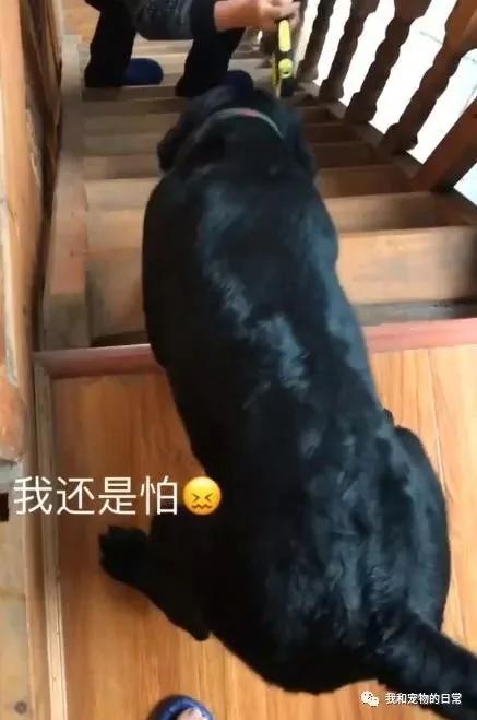 拉布拉多上楼洗完澡后却不敢下楼 最后下楼的姿势亮了!