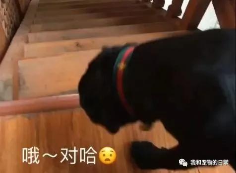 拉布拉多上楼洗完澡后却不敢下楼 最后下楼的姿势亮了!