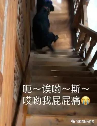 拉布拉多上楼洗完澡后却不敢下楼 最后下楼的姿势亮了!