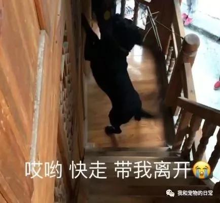 拉布拉多上楼洗完澡后却不敢下楼 最后下楼的姿势亮了!