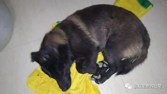 网友在路上给流浪狗喂了一个包子 结果狗狗天天晚上等他下班跟踪他回家!