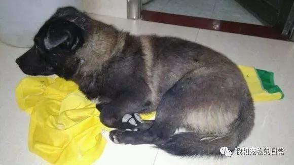 网友在路上给流浪狗喂了一个包子 结果狗狗天天晚上等他下班跟踪他回家!