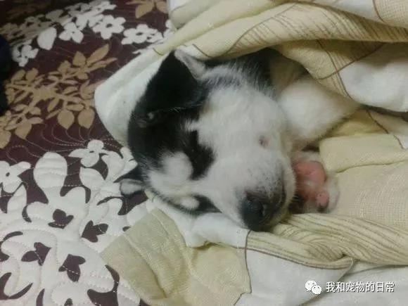 网友把二哈放在爷爷家借住了几天 几天后去接它回家 这货已经忘记它主人是谁了!
