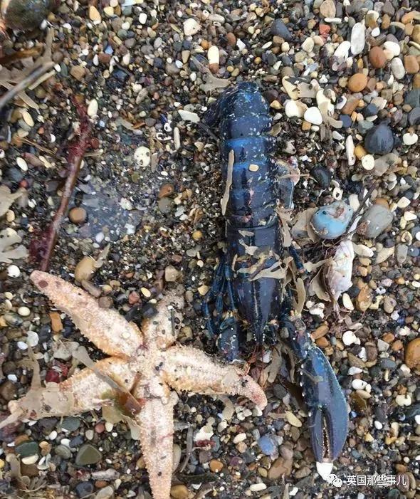 一场大风暴 英国海滩刮来数以百万计的海鲜!
