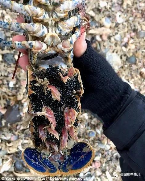 一场大风暴 英国海滩刮来数以百万计的海鲜!