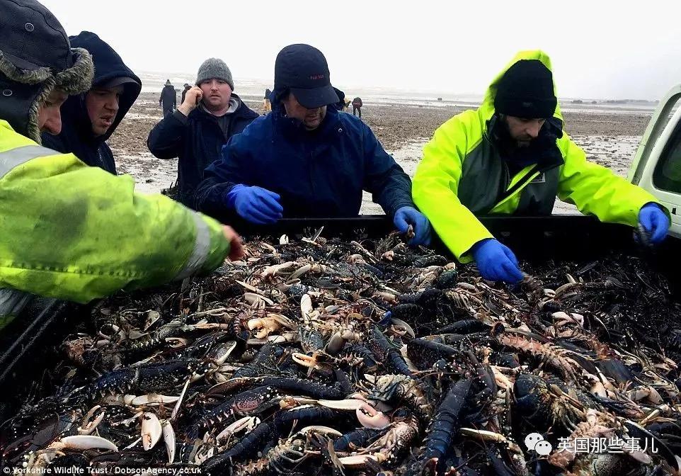 一场大风暴 英国海滩刮来数以百万计的海鲜!