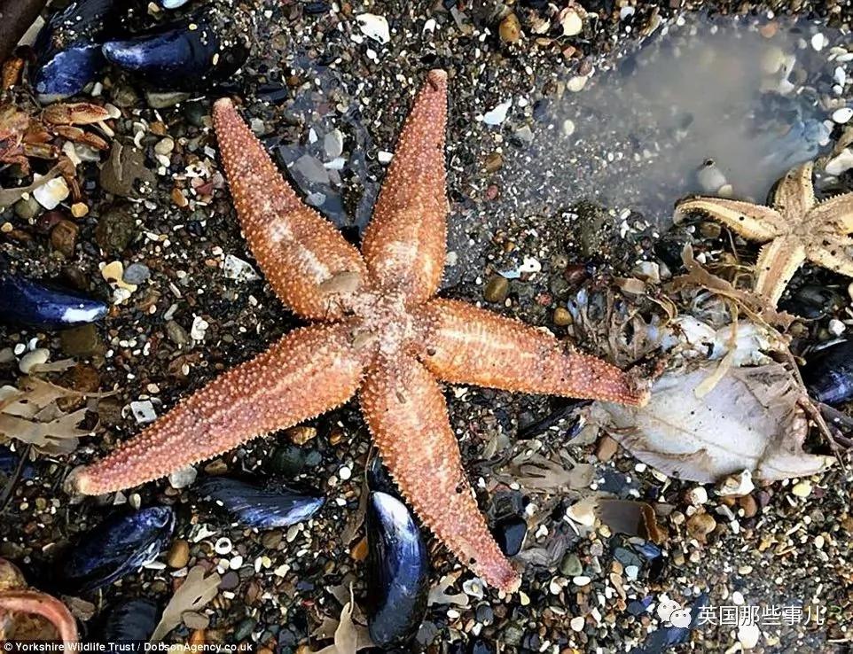 一场大风暴 英国海滩刮来数以百万计的海鲜!